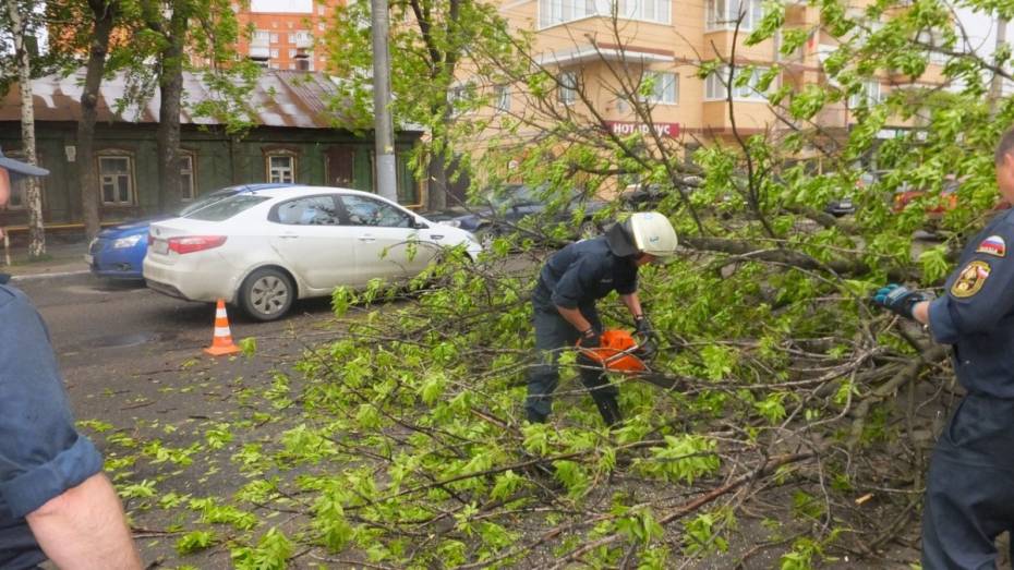 Ветер повалил в Воронеже более полусотни деревьев за 3 суток