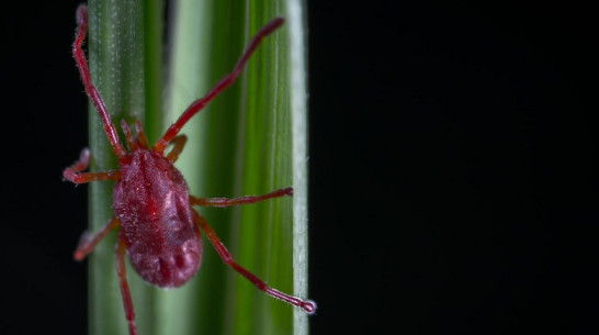 Почти 1,8 тыс воронежцев пострадали от укусов клещей с начала сезона