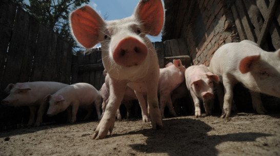 Группа «Черкизово» вложит 6 млрд рублей в производство мяса в Воронежской области