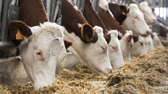 Воронежский «Молвест» увеличил поголовье коров
