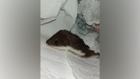 Воронежским волонтерам передали истощенную ласку