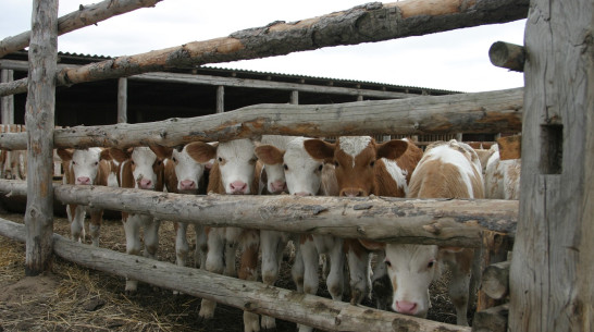 В Воронежской области стало меньше коров и свиней