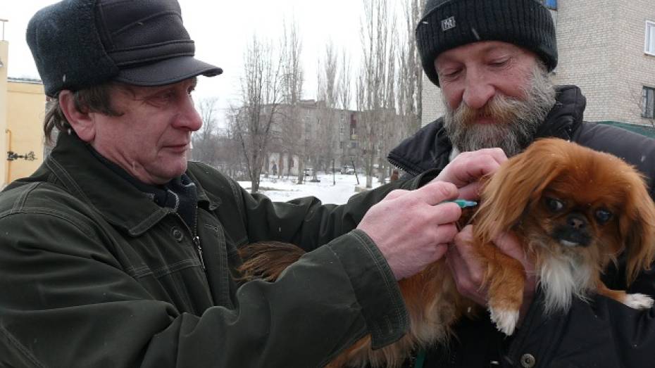 Поворинские ветеринары делают бесплатные прививки от бешенства прямо на улицах