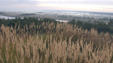 Сезон охоты на пушных зверей откроется в Воронежской области 28 октября