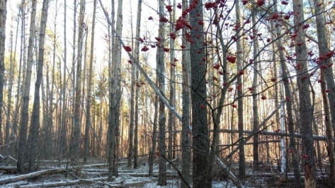 В Северном лесу в Воронеже рекомендовали высадить молодые деревья