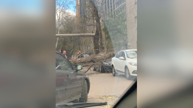 Сильный ветер повалил деревья и повредил несколько машин в Воронеже