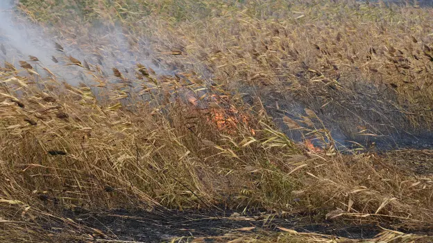 Почти 1 тыс случаев горения сухой травы зарегистрировали в Воронежской области