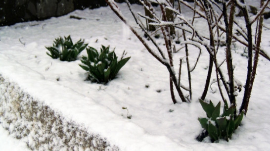 В Верхнемамонском районе выпал снег