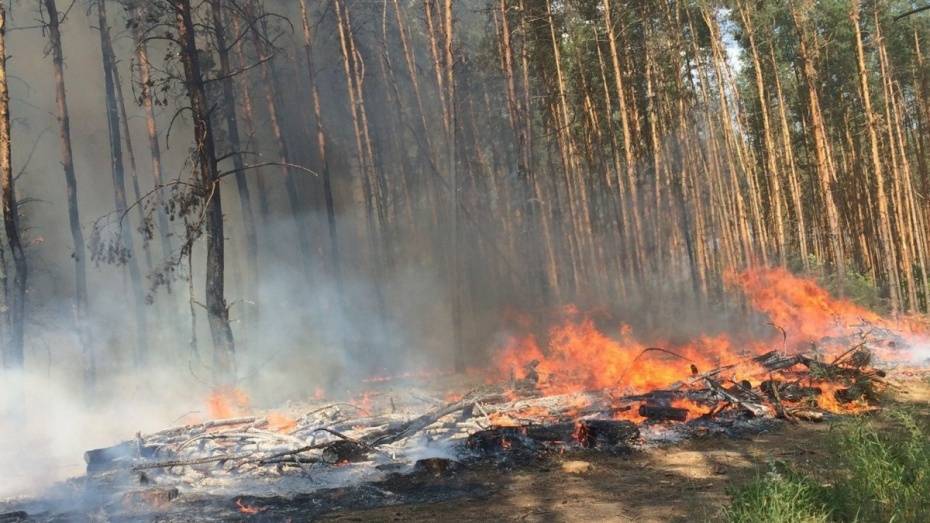 В Воронежской области объявили штормовое предупреждение из-за 5-го класса пожарной опасности