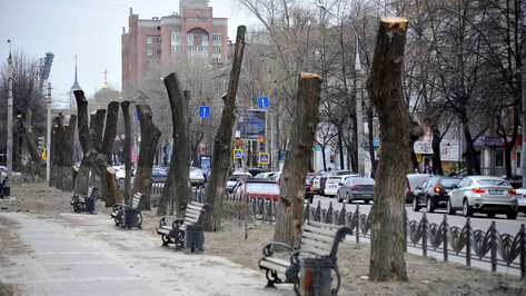 На эстетику нет средств. Почему деревья в Воронеже выглядят как столбы