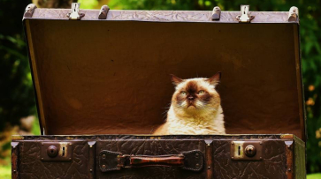 В 2025 году за границу с воронежцами отправились 295 домашних животных