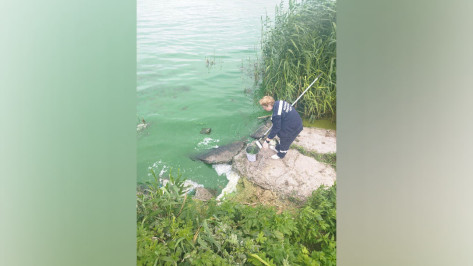 Превышение фосфатов и нефтепродуктов выявили в Масловском затоне в Воронеже