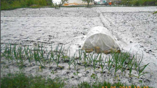 Майский снегопад в Семилукском районе образовал снежный покров