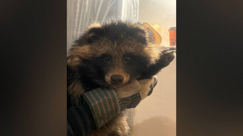 Воронежские волонтеры ищут дом для енотовидной собаки Фунтика