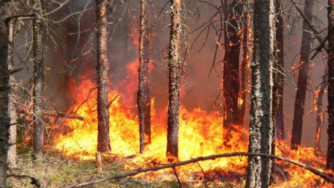  В Ольховатском районе любители шашлыков едва не спалили лес