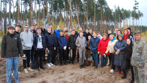 Более 1,1 млн деревьев посадили в Воронежской области по нацпроекту «Экология»