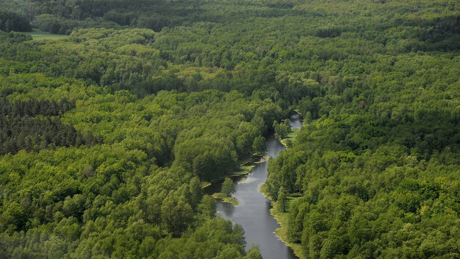 Зелено вновь. Как в Воронежской области на 100 процентов восстановили потери леса от пожаров 2010 года