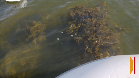 В Воронежском водохранилище 6 августа утонул мужчина