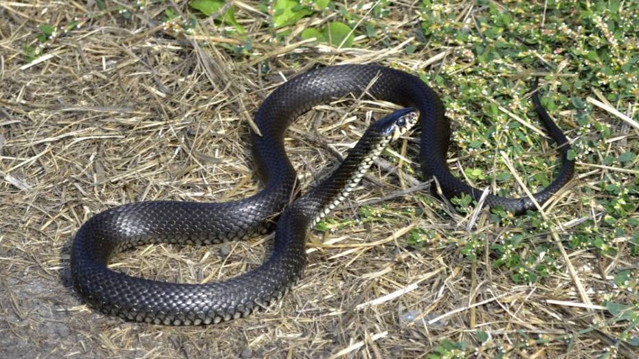 В Грибановке змея укусила 37-летнего мужчину во дворе 