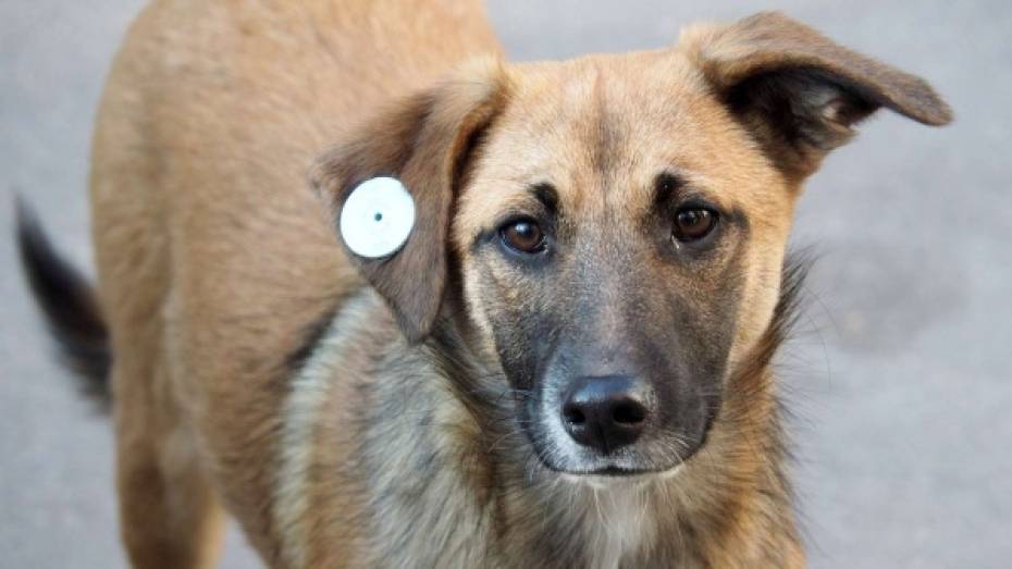 В Лисках бесплатно простерилизуют бездомных собак 