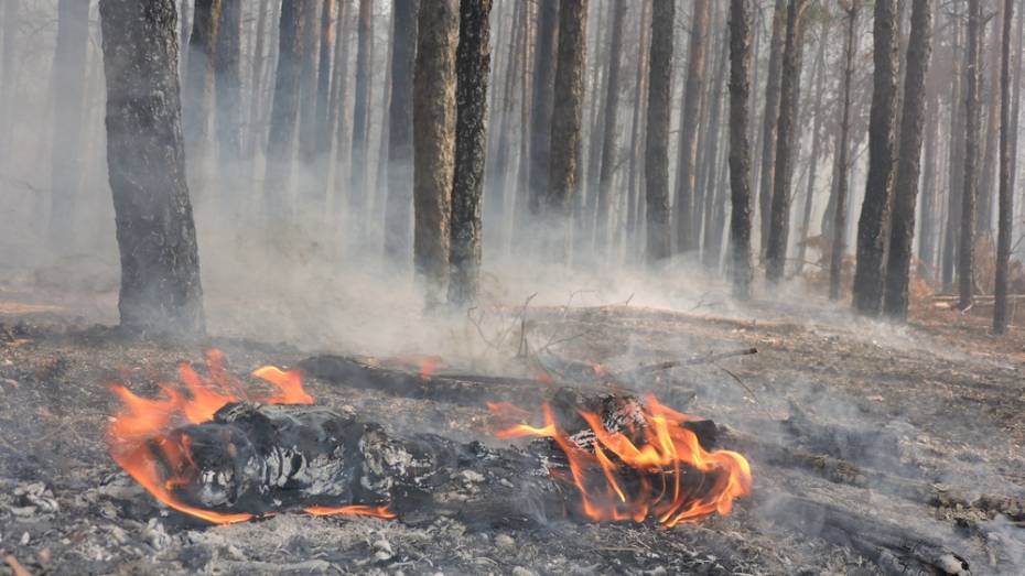 В Борисоглебске выгорело 3 га соснового леса