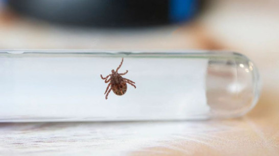 Еще 42 воронежца пострадали от укусов клещей