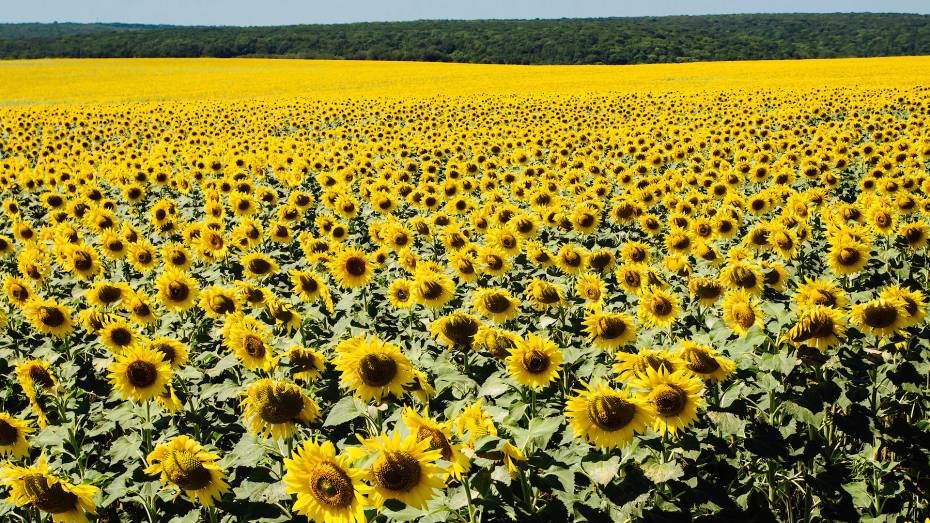 Воронежская область получит 43 млн рублей на стимулирование производства масличных культур