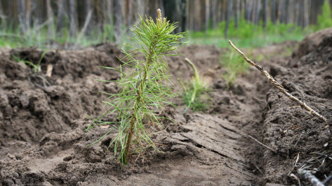 В Воронежской области посадили 1,2 тыс га леса по нацпроекту «Экология»