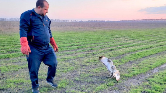 В Воронежской области спасли хищную птицу со сломанным крылом