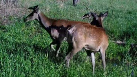 Сотрудники Воронежского заповедника опубликовали видео схватки благородных оленей 