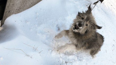 В Воронежской области за 3 месяца зафиксировали 51 случай бешенства у животных