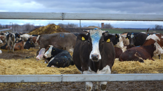 Воробьевские животноводы готовы увеличить поголовье крупного рогатого скота