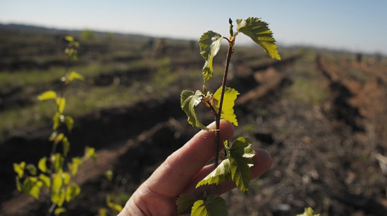 Организаторы федеральной акции предложили включить «Леса Победы» в воронежскую экотропу