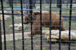 Бурые медведи проснулись в Воронежском зоопарке