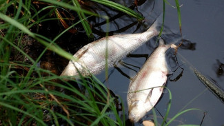 В Терновском районе после аварии на аммиакопроводе погибла рыба в реке Сухой Карачан