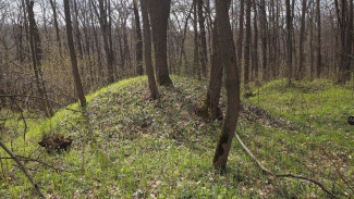 Поисковики нашли 2 места лежки пропавшего на границе Воронежской области  3-летнего ребенка