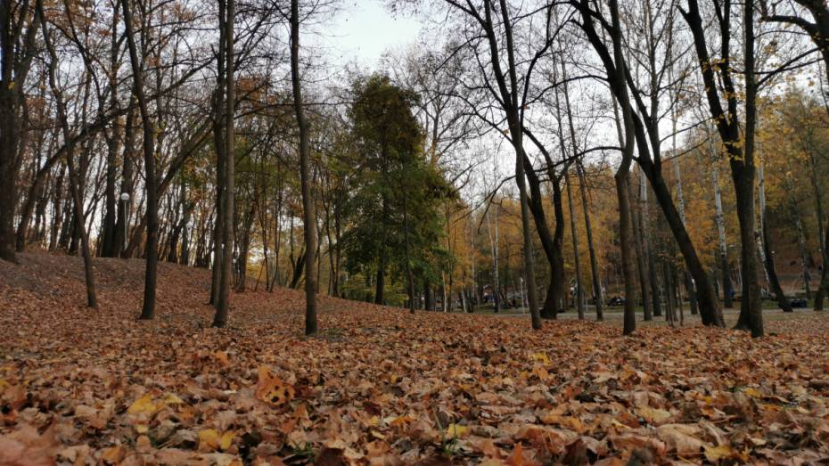 Погода в Воронеже побила температурный рекорд 7 ноября