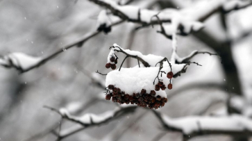 Синоптики рассказали, когда в Воронежской области пойдет снег