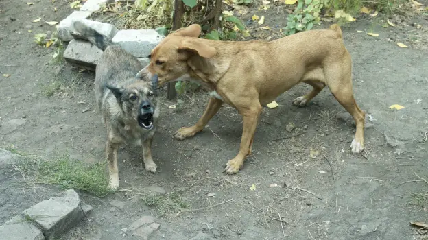 Жительница Воронежа сообщила о нападении стаи собак возле «Галереи Чижова»