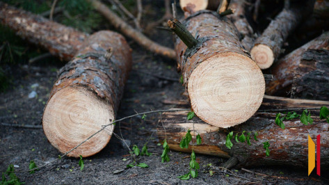 Воронежский лесник за 15 тыс рублей помог черным лесорубам спилить 89 сосен