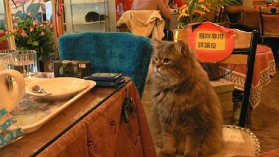 Воронежцев приглашают в кафе с кошками