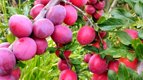 Жара вернется в Воронеж в первую рабочую неделю августа