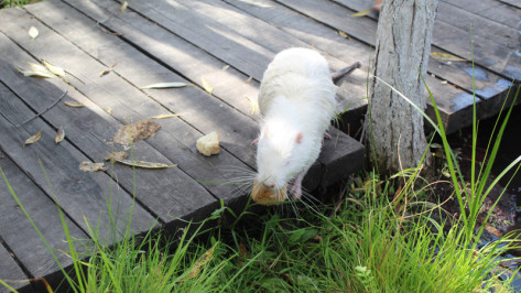 В этномузее в Воронежской области у болотных бобров родился детеныш-альбинос