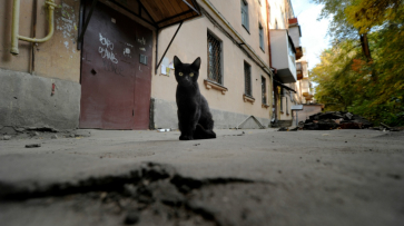 В Воронеже энергетики пообещали вытащить замурованную под бетонными плитами кошку