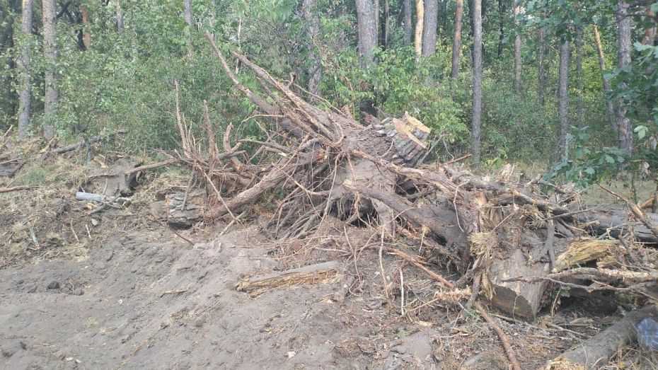Неизвестные срубили более 10 сосен в Воронежской нагорной дубраве
