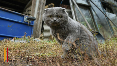 В воронежских социальных сетях появилось сообщение о массовой гибели кошек в микрорайоне Подклетное