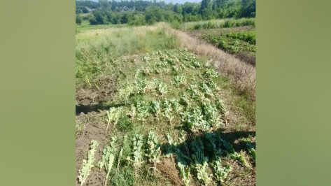 В Воронежской области накрыли незаконную маковую плантацию