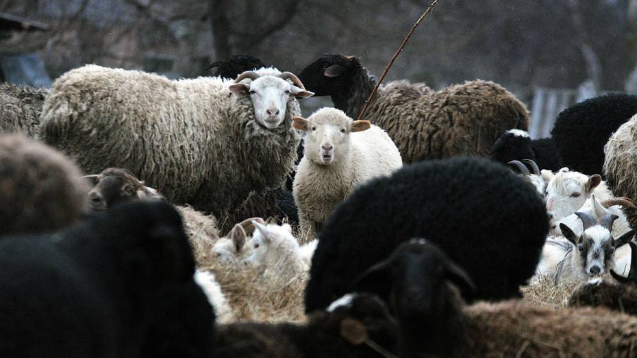В Воронежской области поймали банду похитителей овец