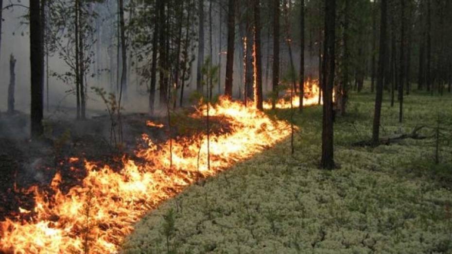 Семилукские пожарные тушили лес, пока не обмелело озеро, из которого машины брали воду