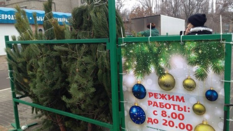 В Воронеже открылись новогодние елочные базары